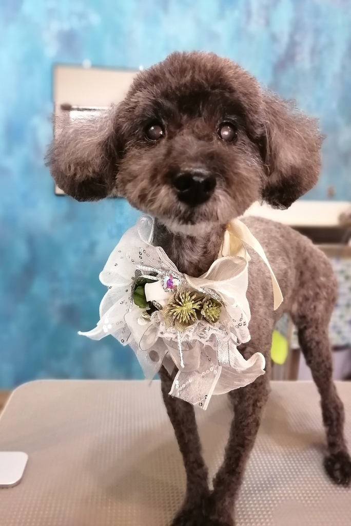 f:id:dogsalon-oluolu:20220127230555j:plain