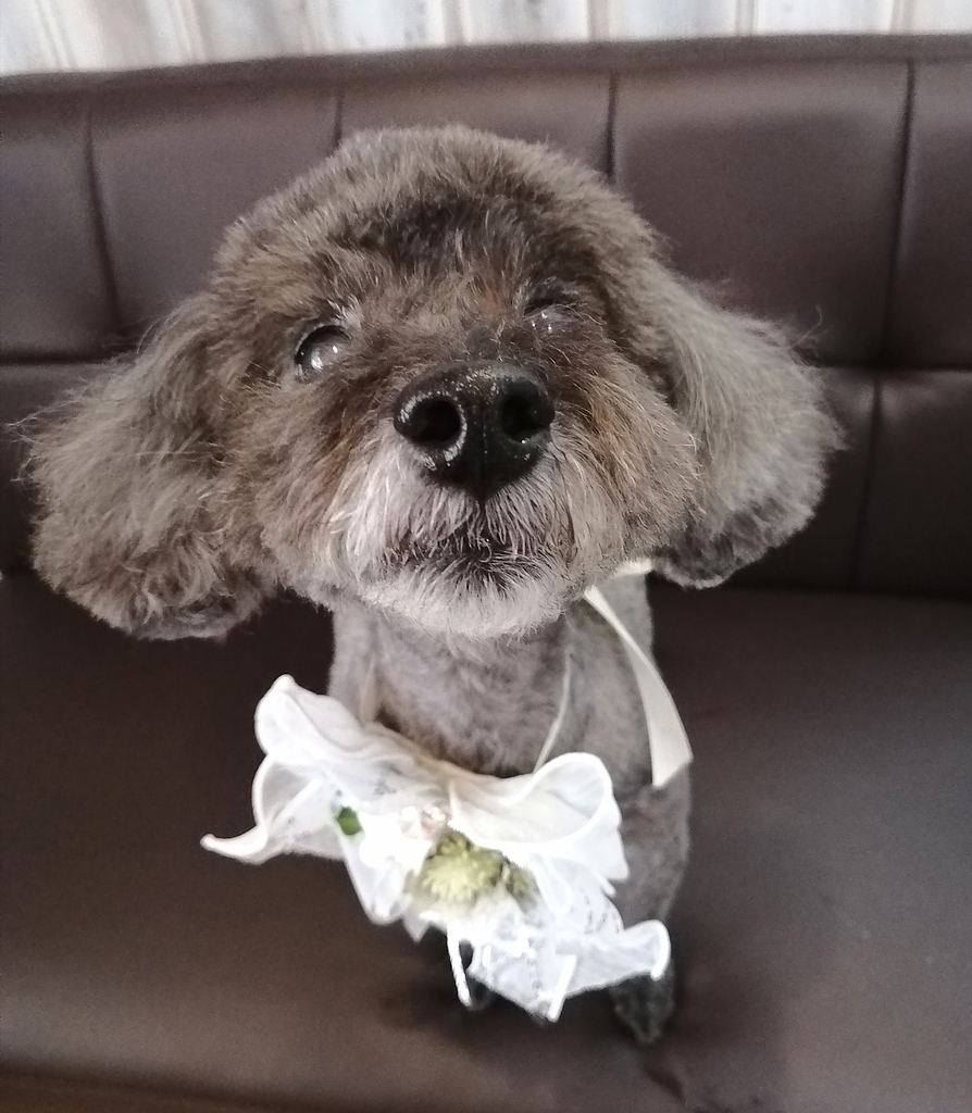 f:id:dogsalon-oluolu:20220127230625j:plain