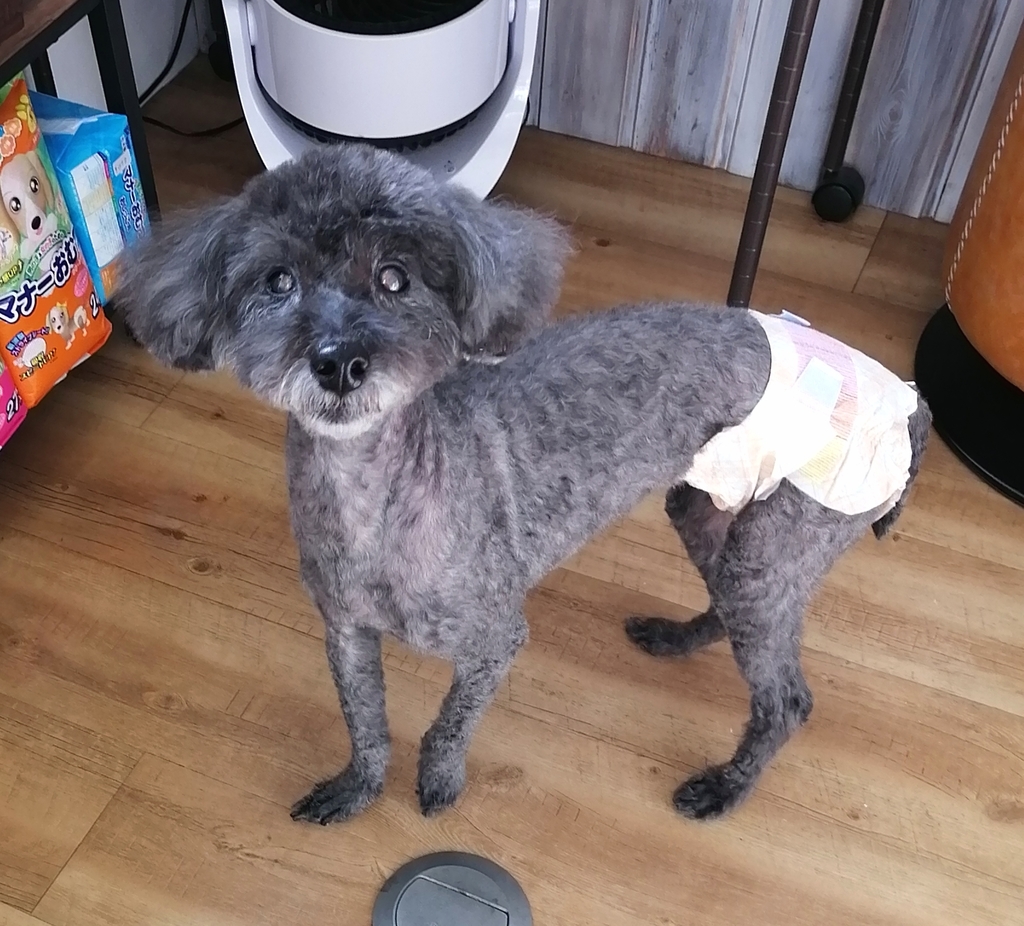 f:id:dogsalon-oluolu:20220127230652j:plain