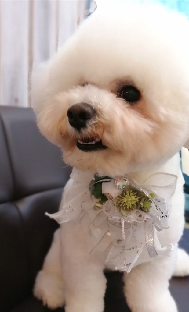 f:id:dogsalon-oluolu:20220127231140j:plain