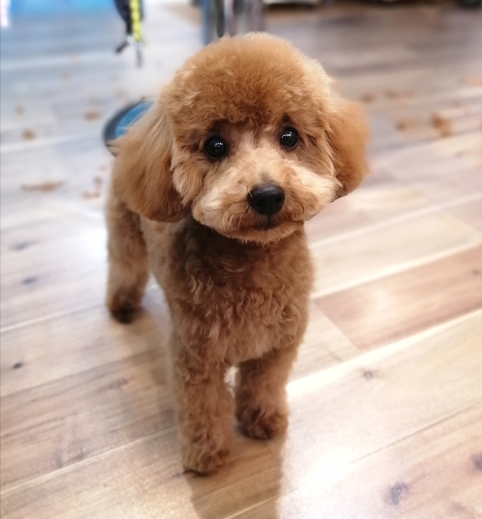 f:id:dogsalon-oluolu:20220130013404j:plain