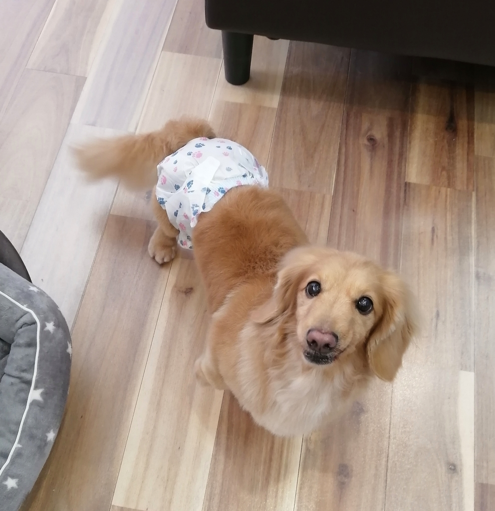 f:id:dogsalon-oluolu:20220201073320j:plain