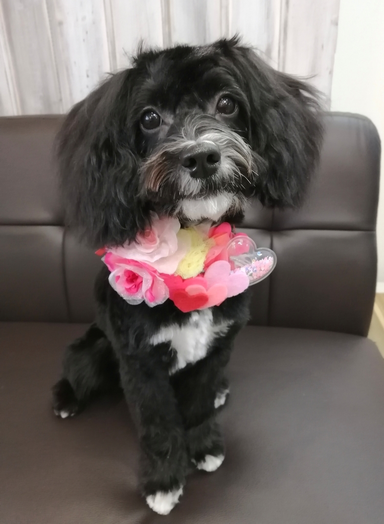 f:id:dogsalon-oluolu:20220207001448j:plain