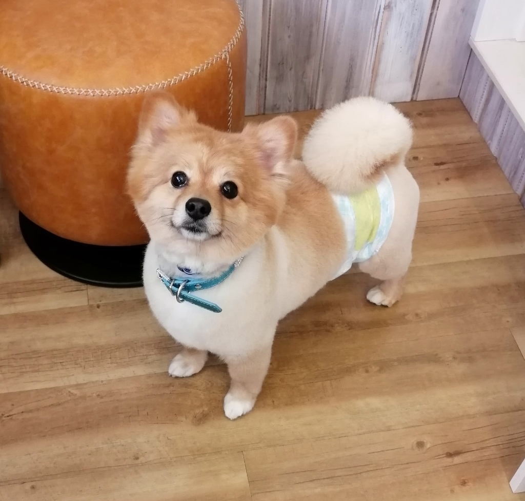 f:id:dogsalon-oluolu:20220219003420j:plain