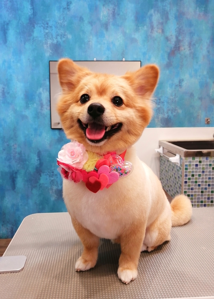 f:id:dogsalon-oluolu:20220219003438j:plain