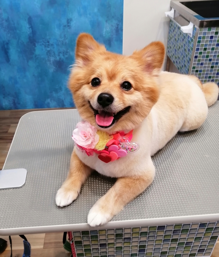 f:id:dogsalon-oluolu:20220219003618j:plain