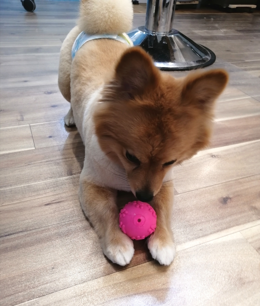f:id:dogsalon-oluolu:20220219003634j:plain