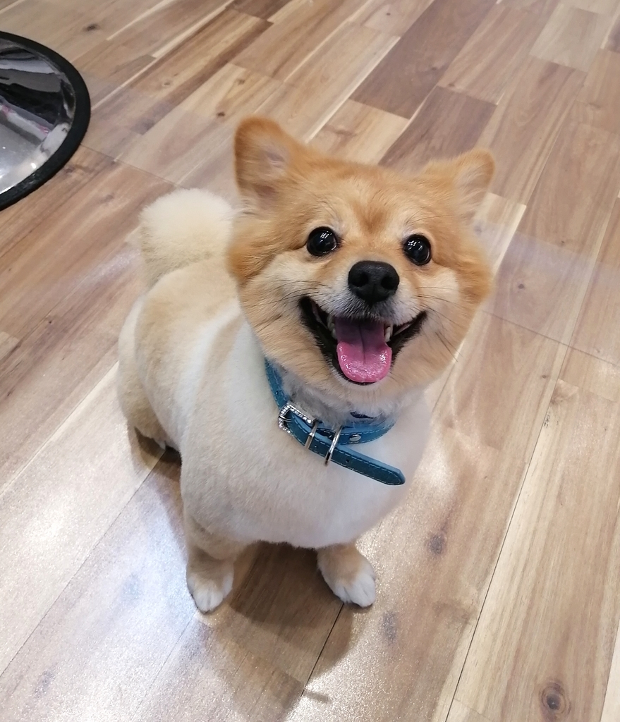 f:id:dogsalon-oluolu:20220219003726j:plain