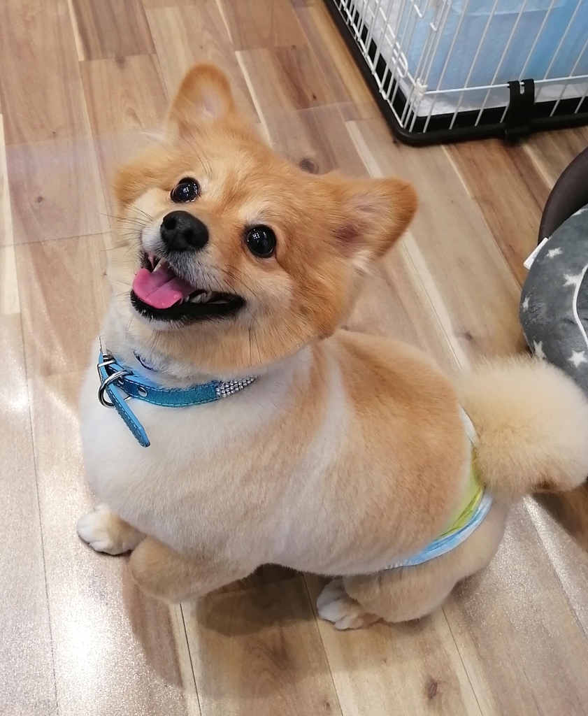 f:id:dogsalon-oluolu:20220219003741j:plain