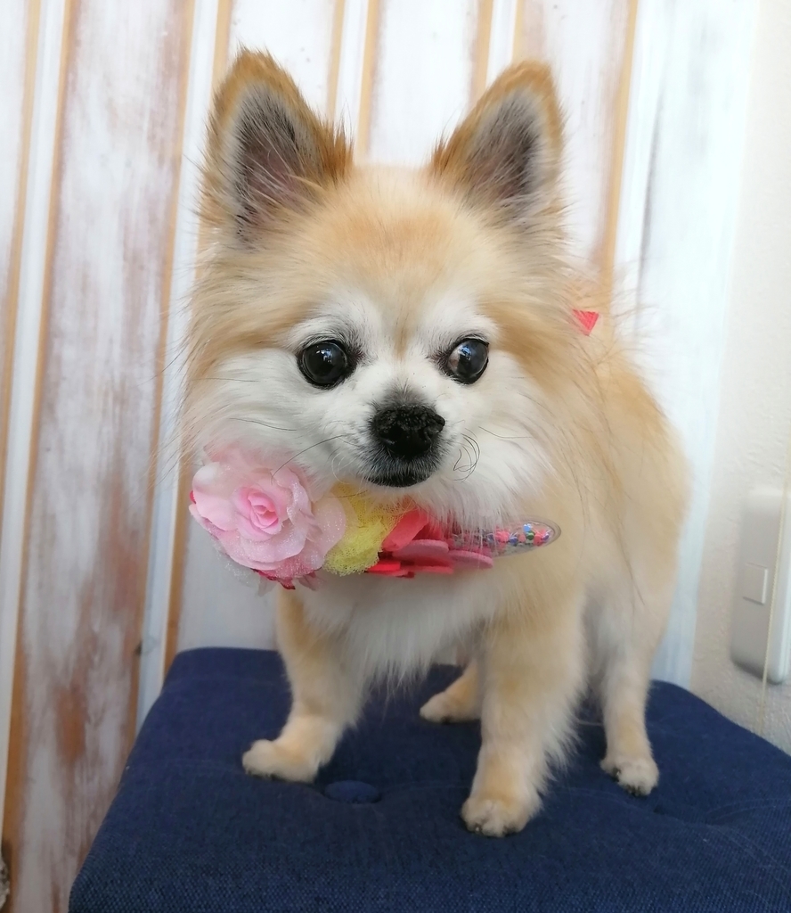 f:id:dogsalon-oluolu:20220227012008j:plain