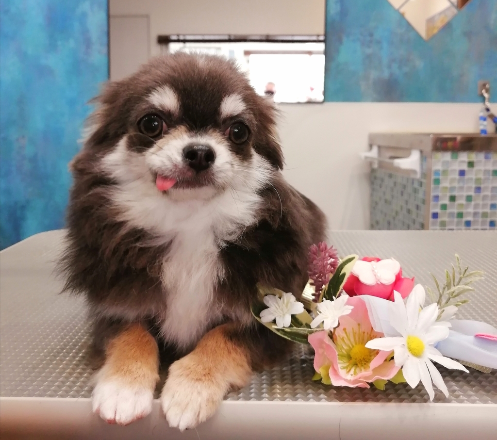 f:id:dogsalon-oluolu:20220321235631j:plain