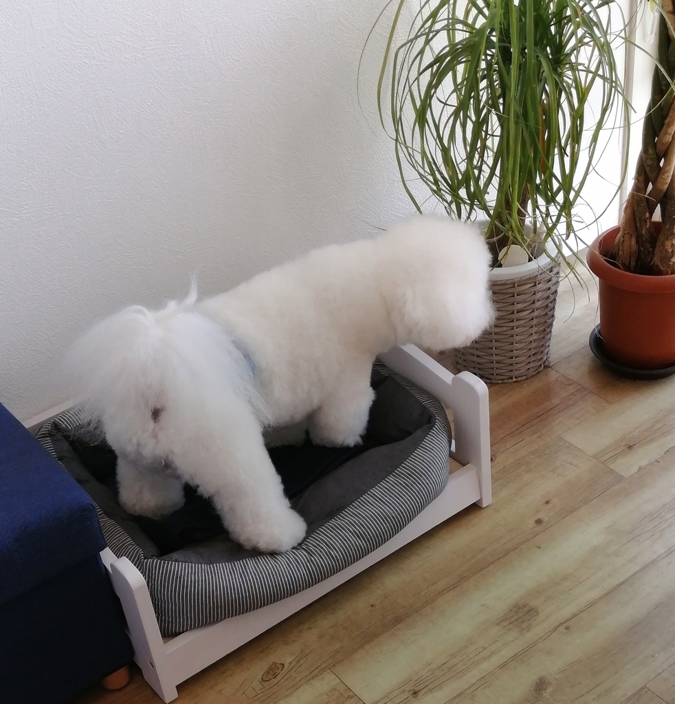 f:id:dogsalon-oluolu:20220331164223j:plain