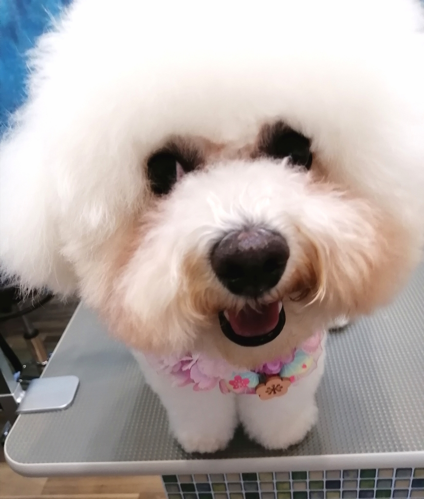 f:id:dogsalon-oluolu:20220331164247j:plain
