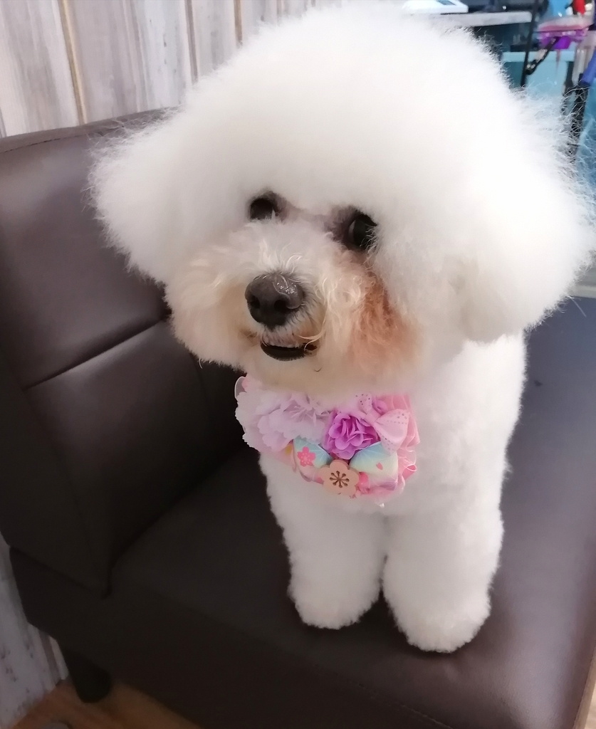 f:id:dogsalon-oluolu:20220331164303j:plain