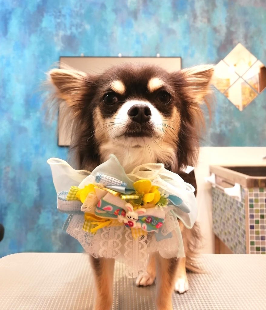 f:id:dogsalon-oluolu:20220404000121j:plain