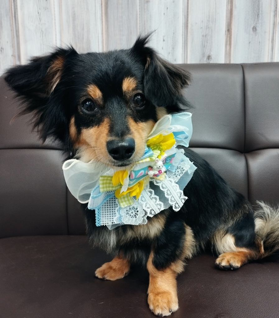 f:id:dogsalon-oluolu:20220412005511j:plain