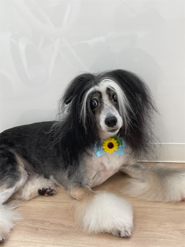 f:id:dogsalon:20230823171025j:image