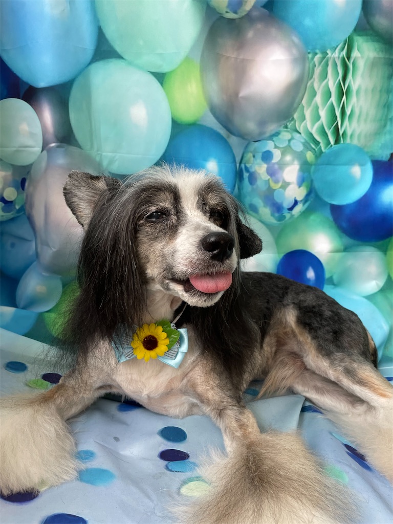 f:id:dogsalon:20230823171028j:image