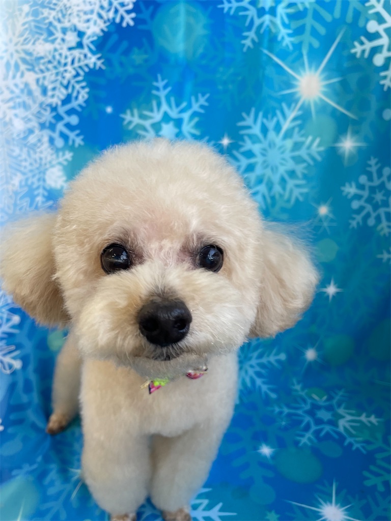 f:id:dogsalon:20260130175951j:image