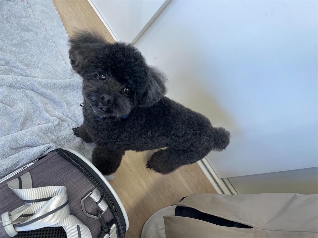 f:id:dogsalon:20260219204128j:image
