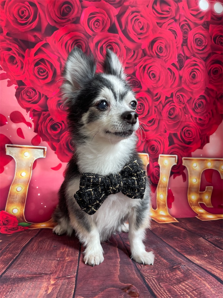 f:id:dogsalon:20260219204344j:image