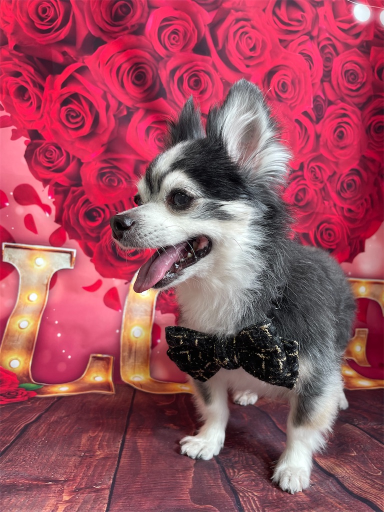 f:id:dogsalon:20260219204347j:image