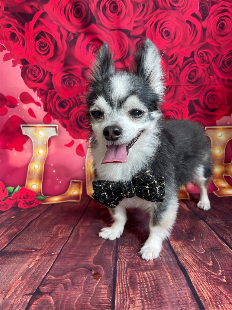 f:id:dogsalon:20260219204350j:image