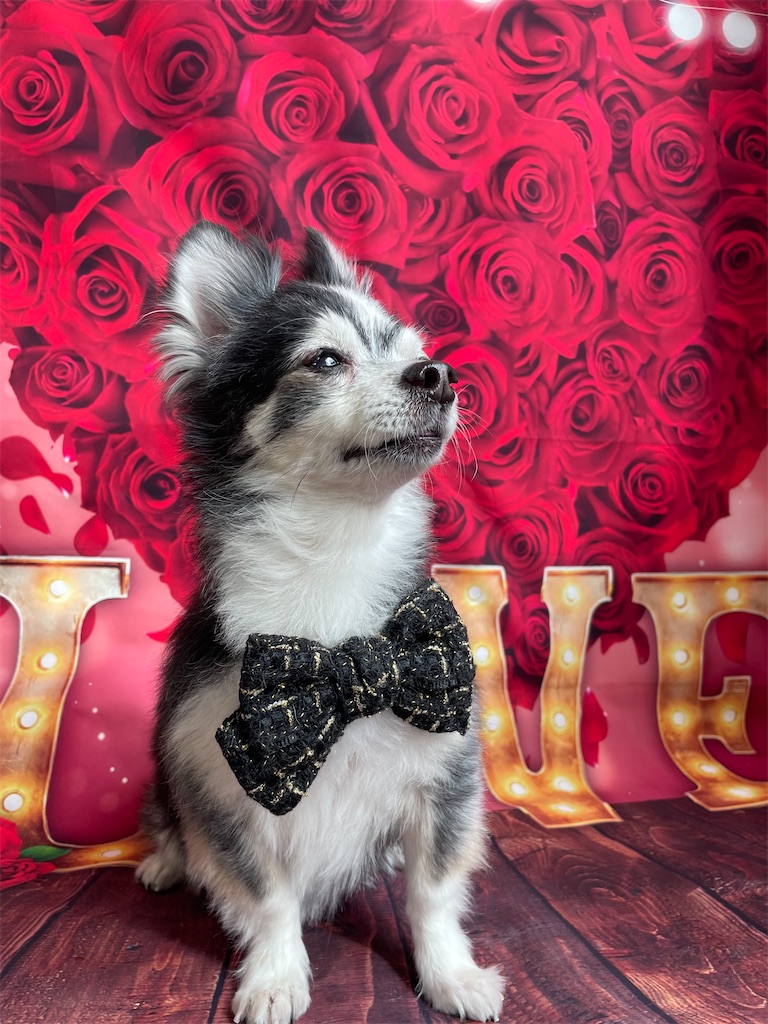 f:id:dogsalon:20260219204353j:image