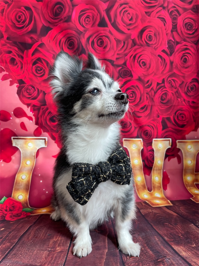 f:id:dogsalon:20260219204356j:image