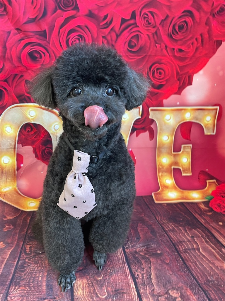 f:id:dogsalon:20260219204809j:image