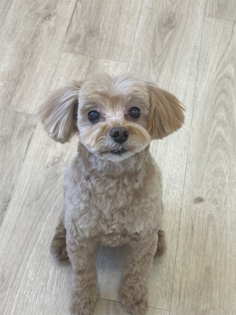 f:id:dogsalon:20260221193618j:image