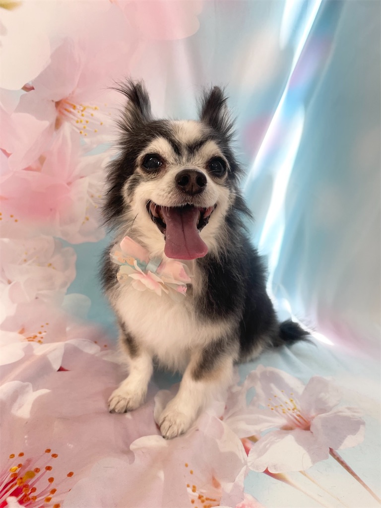 f:id:dogsalon:20260327182642j:image