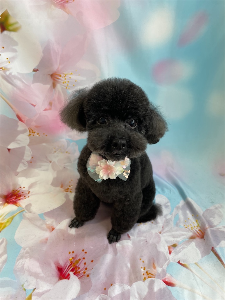 f:id:dogsalon:20260331190934j:image