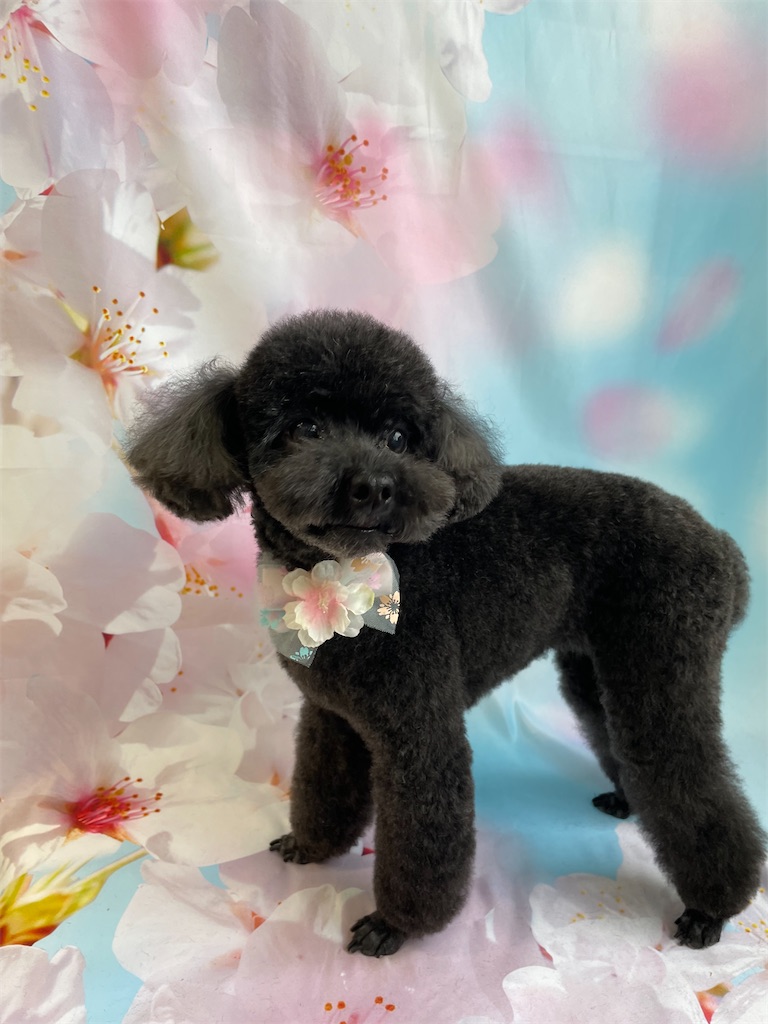 f:id:dogsalon:20260331190936j:image