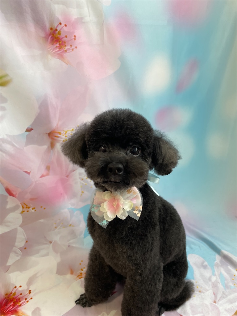 f:id:dogsalon:20260331190939j:image