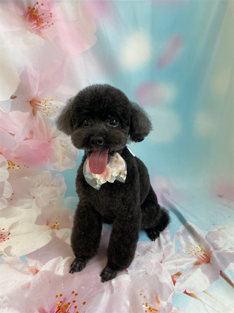 f:id:dogsalon:20260331190942j:image
