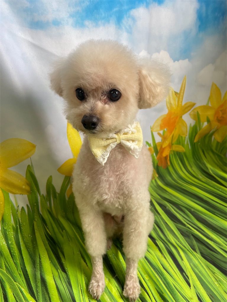 f:id:dogsalon:20260409173849j:image