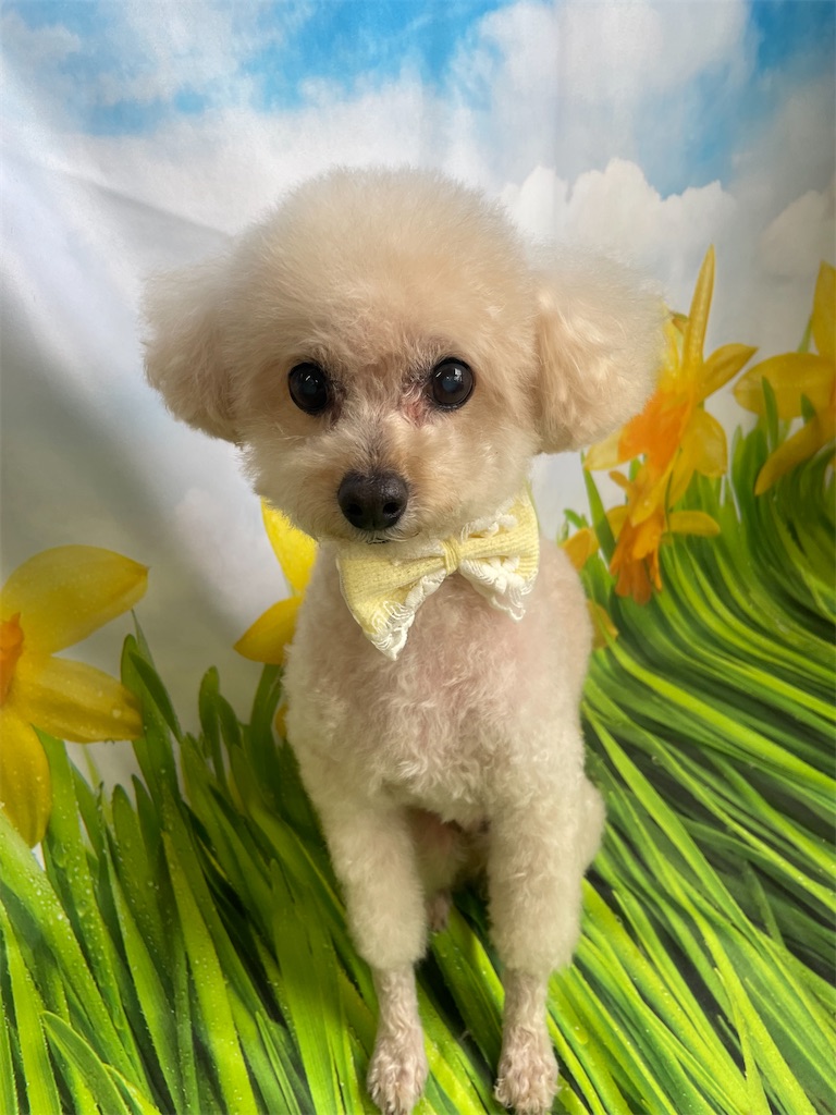 f:id:dogsalon:20260409173853j:image