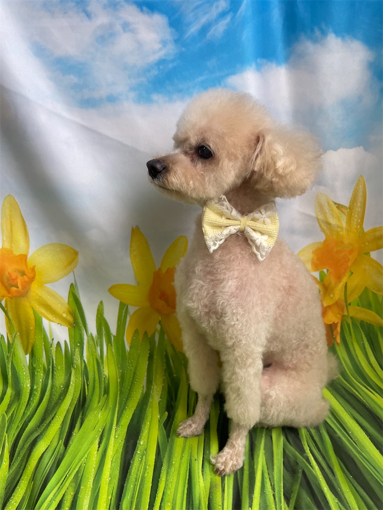f:id:dogsalon:20260409173856j:image