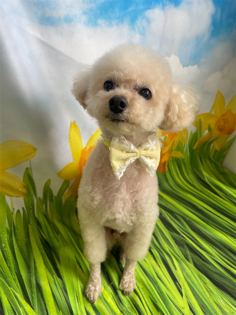 f:id:dogsalon:20260409173904j:image