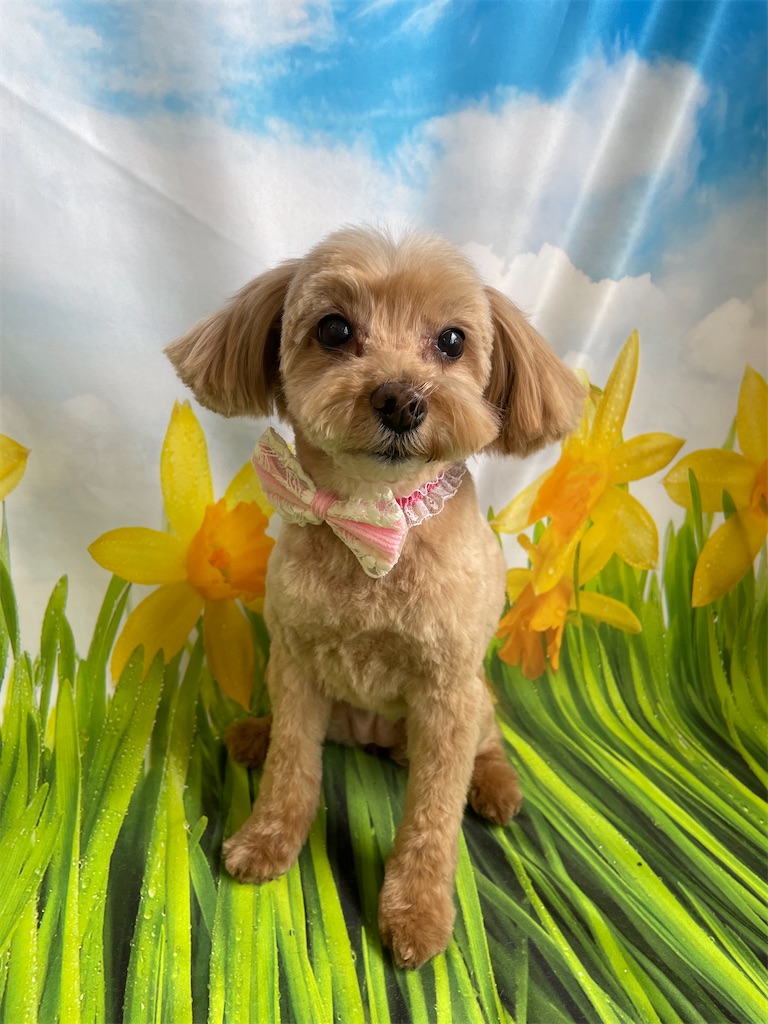 f:id:dogsalon:20260418194954j:image