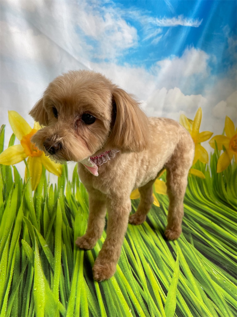 f:id:dogsalon:20260418194957j:image