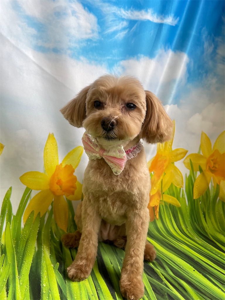 f:id:dogsalon:20260418195003j:image