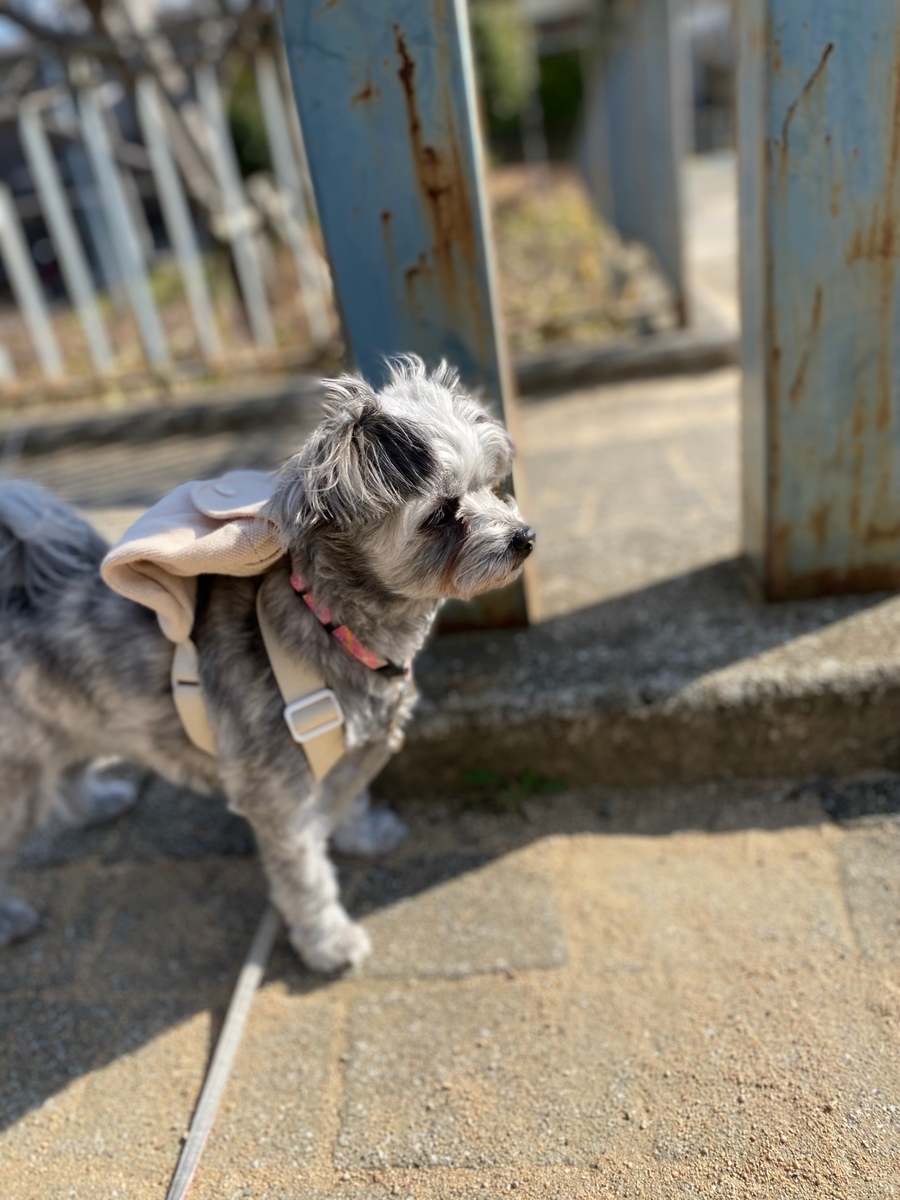 f:id:dogspace:20200325212028j:plain f:id:dogspace:20200325212028j:plain