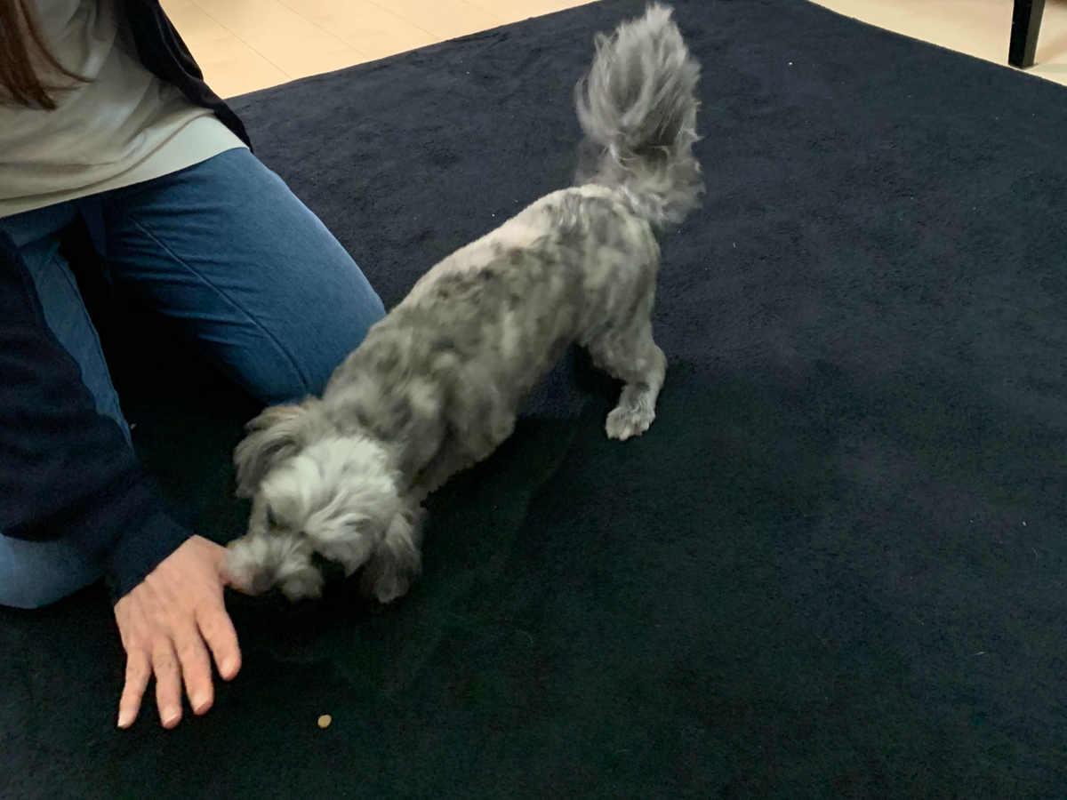 f:id:dogspace:20200325213155j:plain f:id:dogspace:20200325213155j:plain