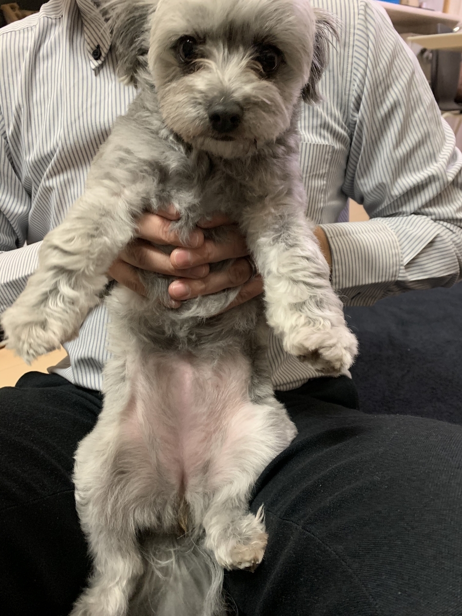 f:id:dogspace:20200326201642j:plain f:id:dogspace:20200326201642j:plain