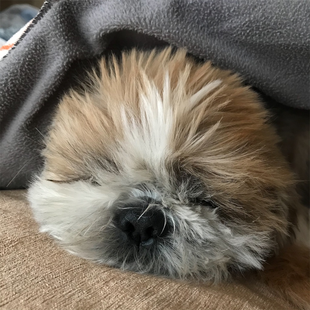 f:id:dogsss:20191024191921j:image