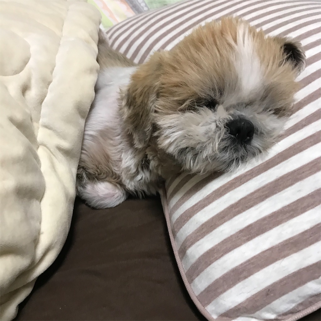 f:id:dogsss:20191024191943j:image