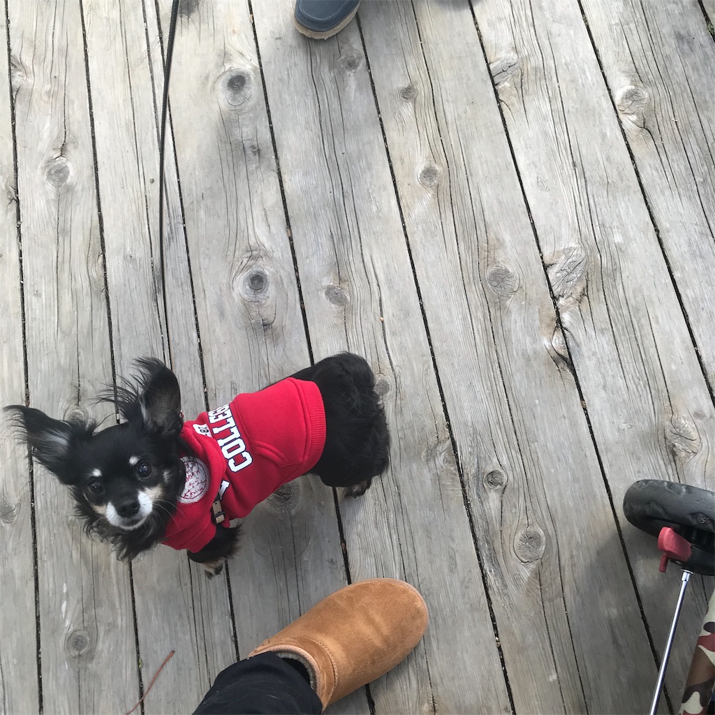 f:id:dogsss:20191028132615j:image
