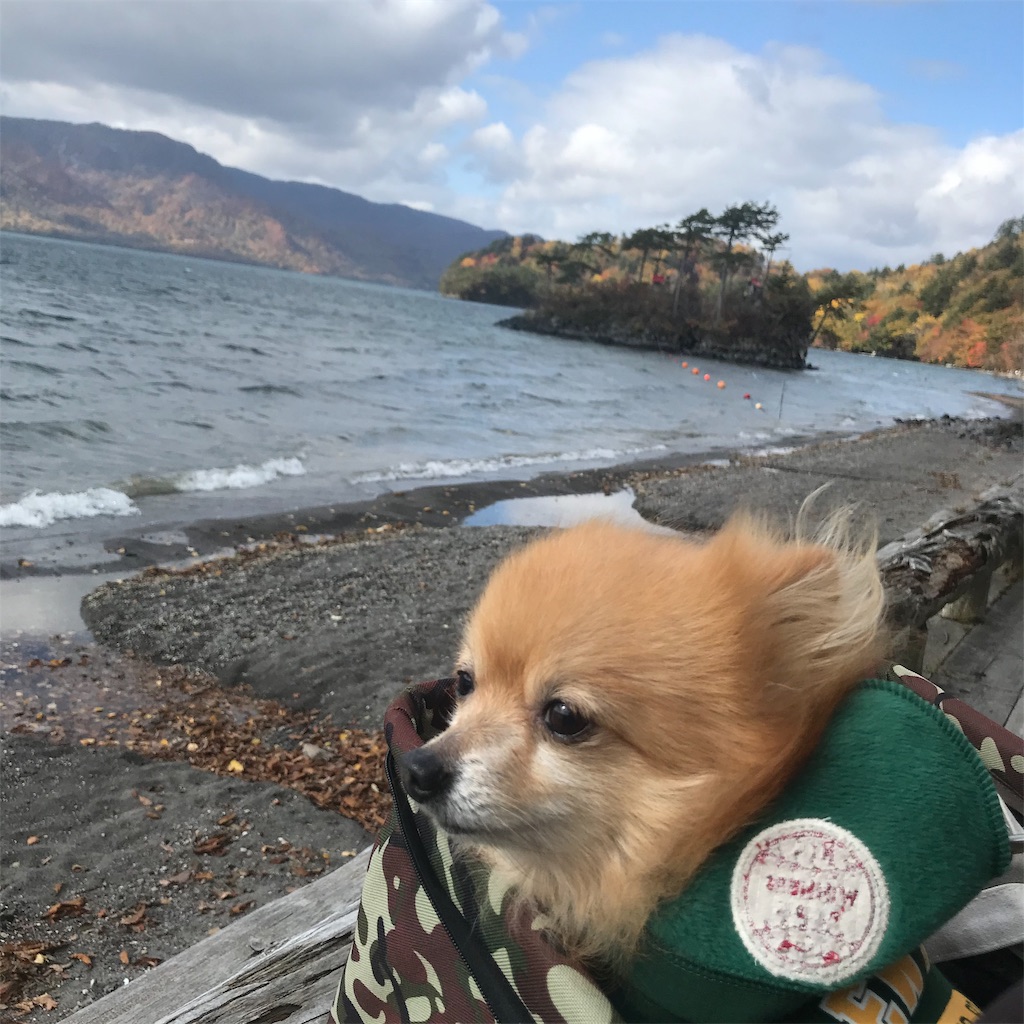 f:id:dogsss:20191028132636j:image